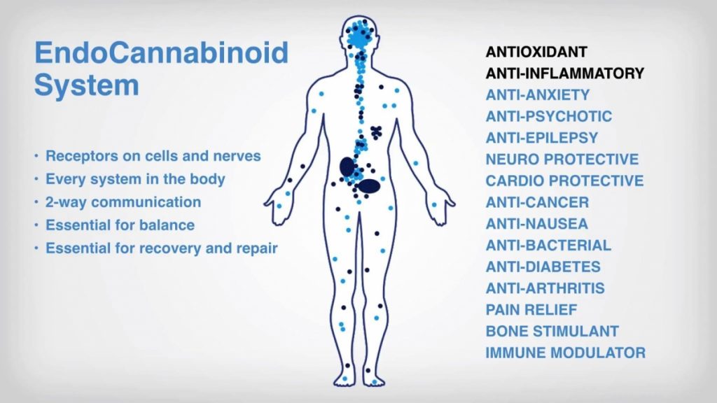 A picture of the endocannabinoid system from Ananda Professionals website. A diagram of all the areas in the body affected by the ECS. Affected areas are everywhere from the feet to the brain, with a very dense concentration in the stomach and brain.