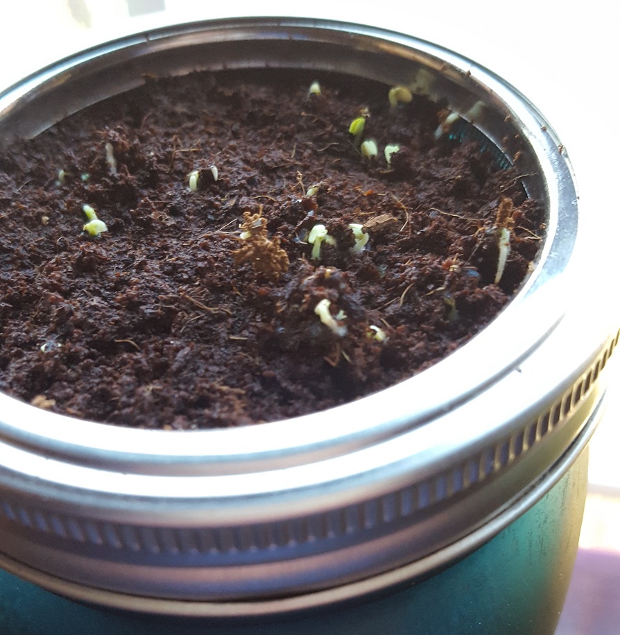 Sprouts of Basil plants pushing through the soil in a plant pot. Modern Sprout hydroponic system update from Alecia on 3/25/19. Sprouts visible and going strong after 5 days.