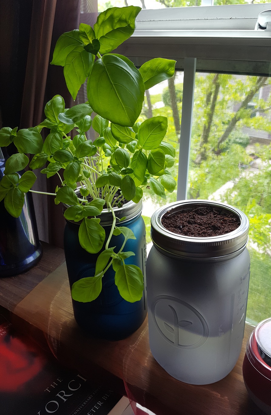 Modern Sprout hydroponic system update from Alecia on 5.21.19. Whole plant is visible after 2 months.