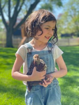 Alex's daughter holding Bernie, a growing 6 week old chicken outdoors on a sunny spring day.